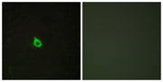 BT LAB manufacturer product image