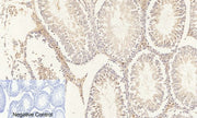 BT LAB manufacturer product image