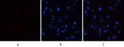 BT LAB manufacturer product image