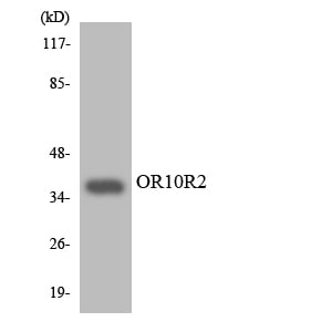 BT LAB manufacturer product image