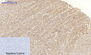 BT LAB manufacturer product image