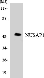 BT LAB manufacturer product image