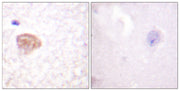 BT LAB manufacturer product image