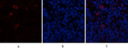 BT LAB manufacturer product image