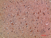 BT LAB manufacturer product image
