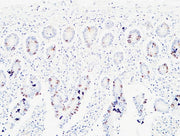 BT LAB manufacturer product image
