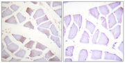 BT LAB manufacturer product image