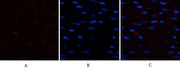 BT LAB manufacturer product image