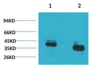 BT LAB manufacturer product image