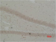 BT LAB manufacturer product image