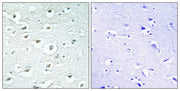 BT LAB manufacturer product image