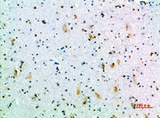BT LAB manufacturer product image