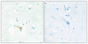 BT LAB manufacturer product image
