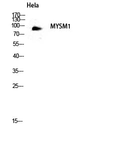 BT LAB manufacturer product image