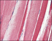 BT LAB manufacturer product image
