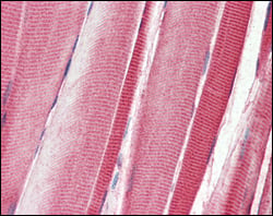 BT LAB manufacturer product image