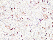 BT LAB manufacturer product image