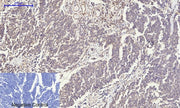 BT LAB manufacturer product image