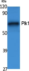 BT LAB manufacturer product image