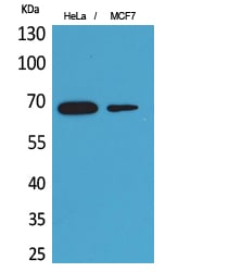 BT LAB manufacturer product image