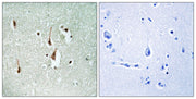 BT LAB manufacturer product image