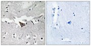 BT LAB manufacturer product image