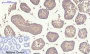 BT LAB manufacturer product image