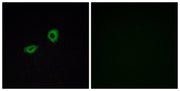 BT LAB manufacturer product image