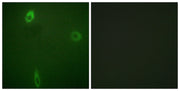 BT LAB manufacturer product image