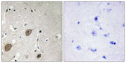 BT LAB manufacturer product image