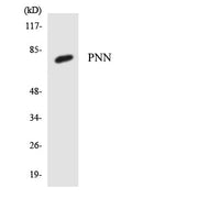 BT LAB manufacturer product image