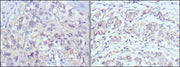 BT LAB manufacturer product image