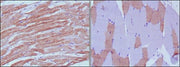 BT LAB manufacturer product image