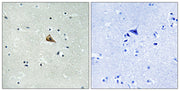 BT LAB manufacturer product image