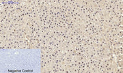 BT LAB manufacturer product image