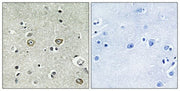 BT LAB manufacturer product image