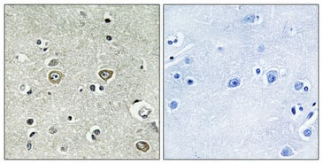 BT LAB manufacturer product image