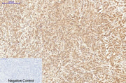 BT LAB manufacturer product image