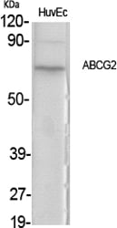 BT LAB manufacturer product image