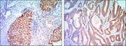 BT LAB manufacturer product image