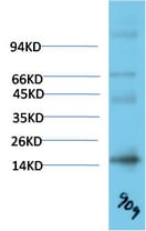 BT LAB manufacturer product image