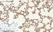 BT LAB manufacturer product image