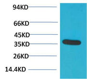 BT LAB manufacturer product image