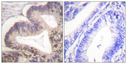 BT LAB manufacturer product image