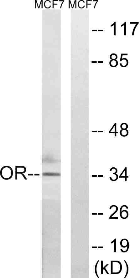 Olfactory receptor 51H1 Polyclonal Antibody