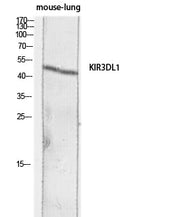 BT LAB manufacturer product image
