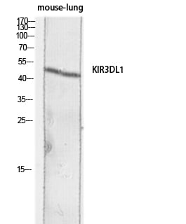BT LAB manufacturer product image