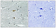 BT LAB manufacturer product image