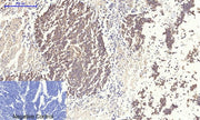 BT LAB manufacturer product image