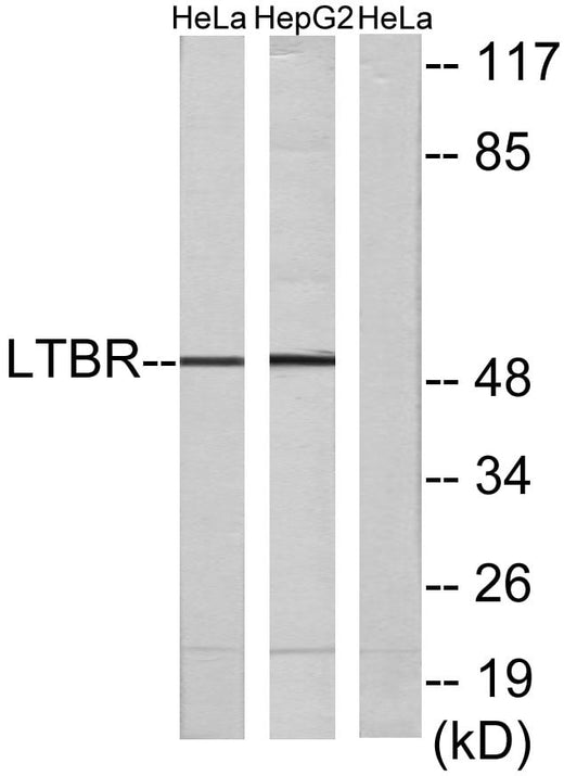 BT LAB manufacturer product image